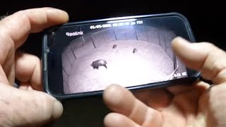 Download Lagu Wild hog hunting using the Mokwheel E-Bike and thermal scope. #49 MP3