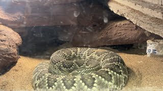 Warmer weather brings out snakes across the valley