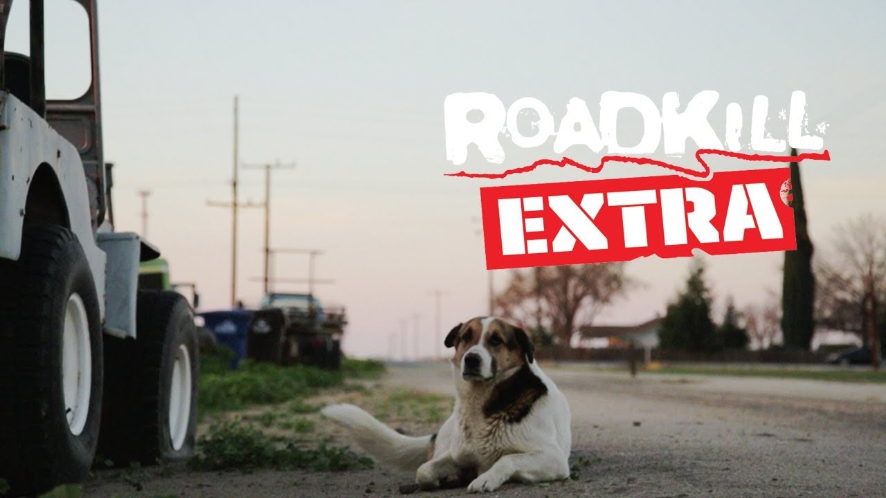 A Tribute to Massive Joe the Store Canine – Roadkill Further Auto Recent
