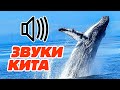 Настоящие звуки кита или как говорят киты?