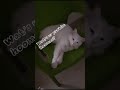 Waking up my cat in mid sleep #cat #catvideos #kitten #cutecat #cutekitty #funnyvideo #funnyshorts