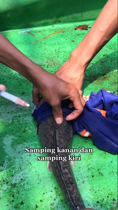 Cara Memijahkan Ikan Lele Dengan Suntik