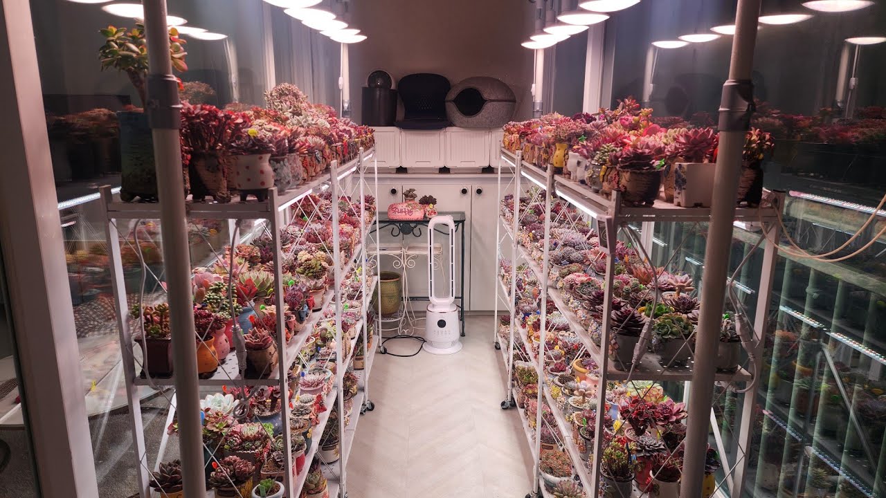 26.3.1 🇰🇷🇰🇷🇰🇷 같이 베란다 구경해요~♡♡♡