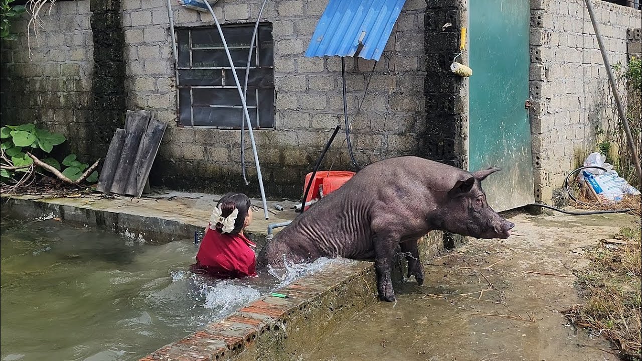 A normal day of a fram /@ThoaRurallife  #105 