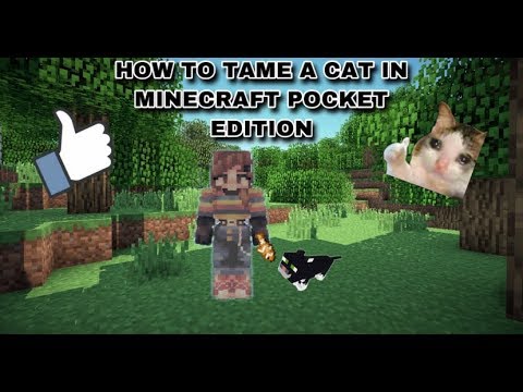 How to tame a cat on Minecraft PE! - YouTube