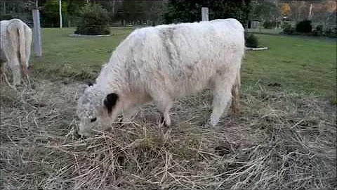 Ruby Rose - Miniature Cattle White Galloway