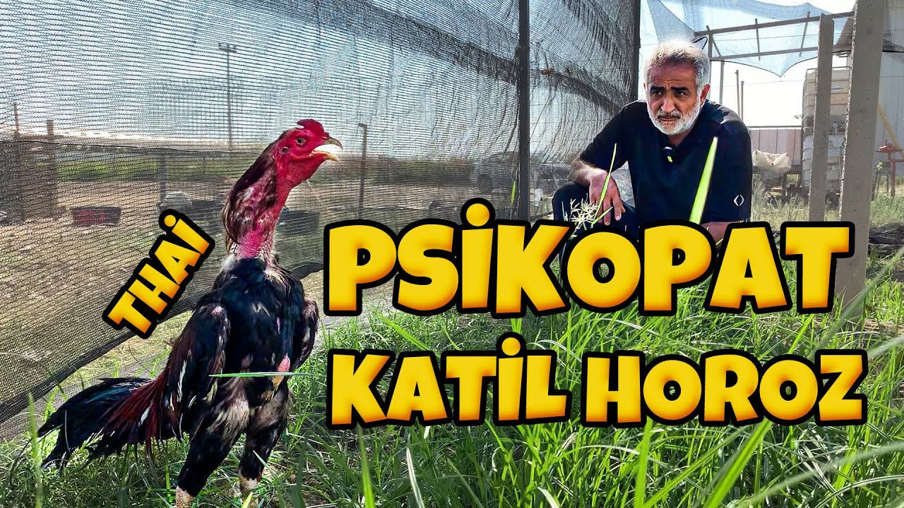 YENİ HOROZUM ( O BİR ŞAMPİYON )