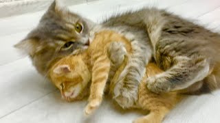 Adopted kitten has a new friend, Johnny kisses and hugs him