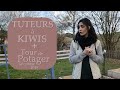 Tuteur arbres a kiwis  tour de potager dcembre 2018