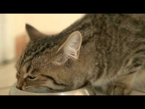 Video: Kæledyr. Ernæring Til En Drægtig Kat
