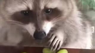 Raccoon Eating Grapes