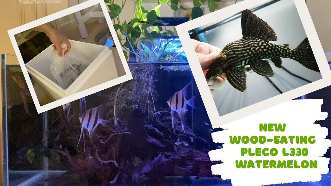 New Woodeating Pleco L330 Watermelon YouTube