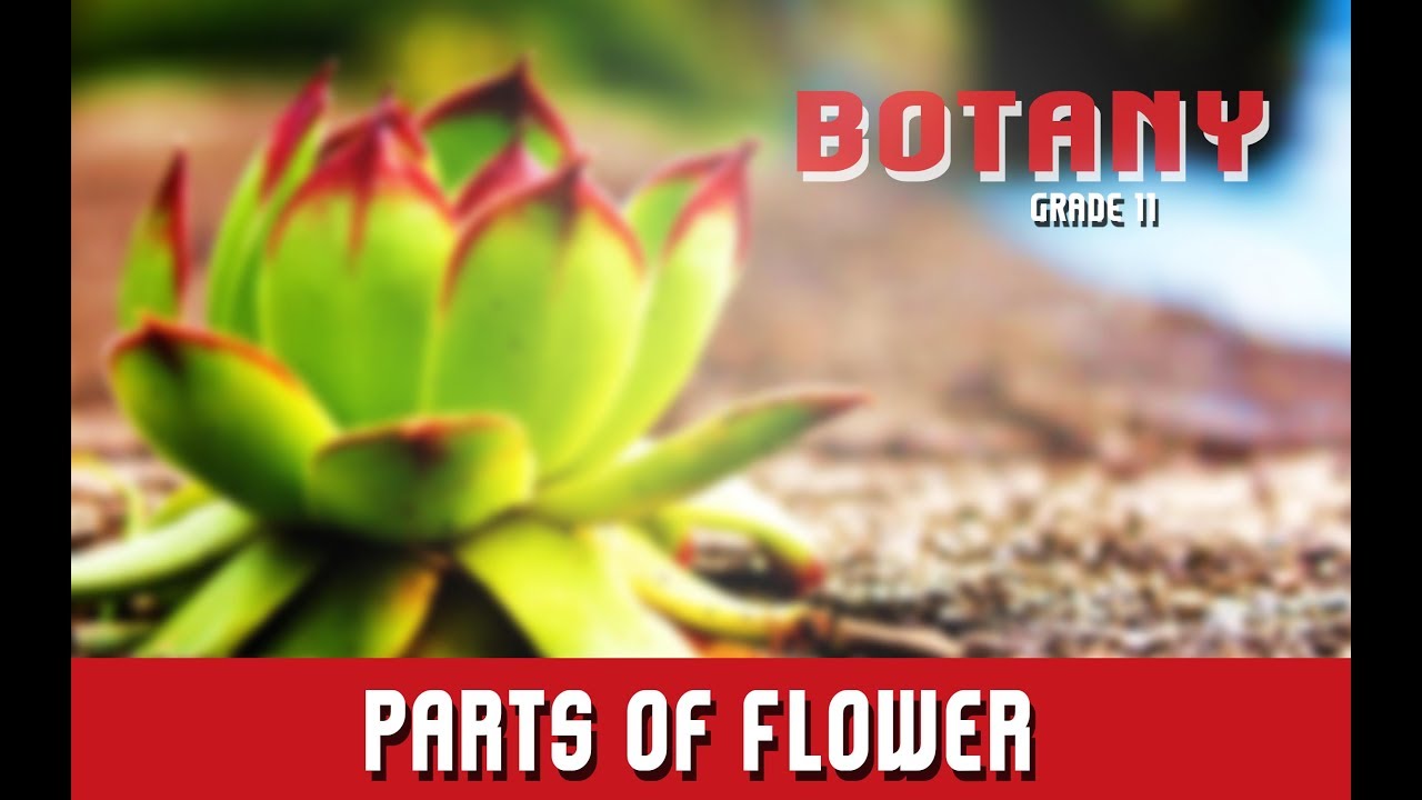 corolla flower