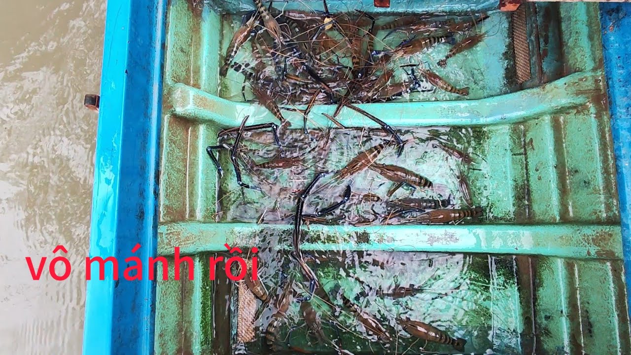 💯💯Câu Tôm Bằng Mồi Tép Thành Quả Hơn Cả Sự Mong Đợi  #cùlaotâyvlog