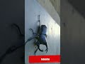 Real stag beetles found in jungle