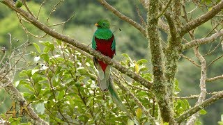 The mystical Resplendent Quetzal of Costa Rica in 4K