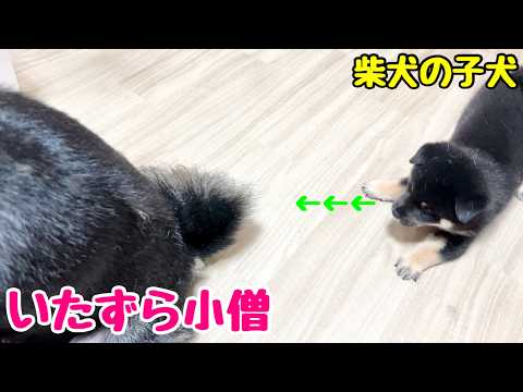 【柴犬 子犬】いろいろなことに興味津々になってきた子犬