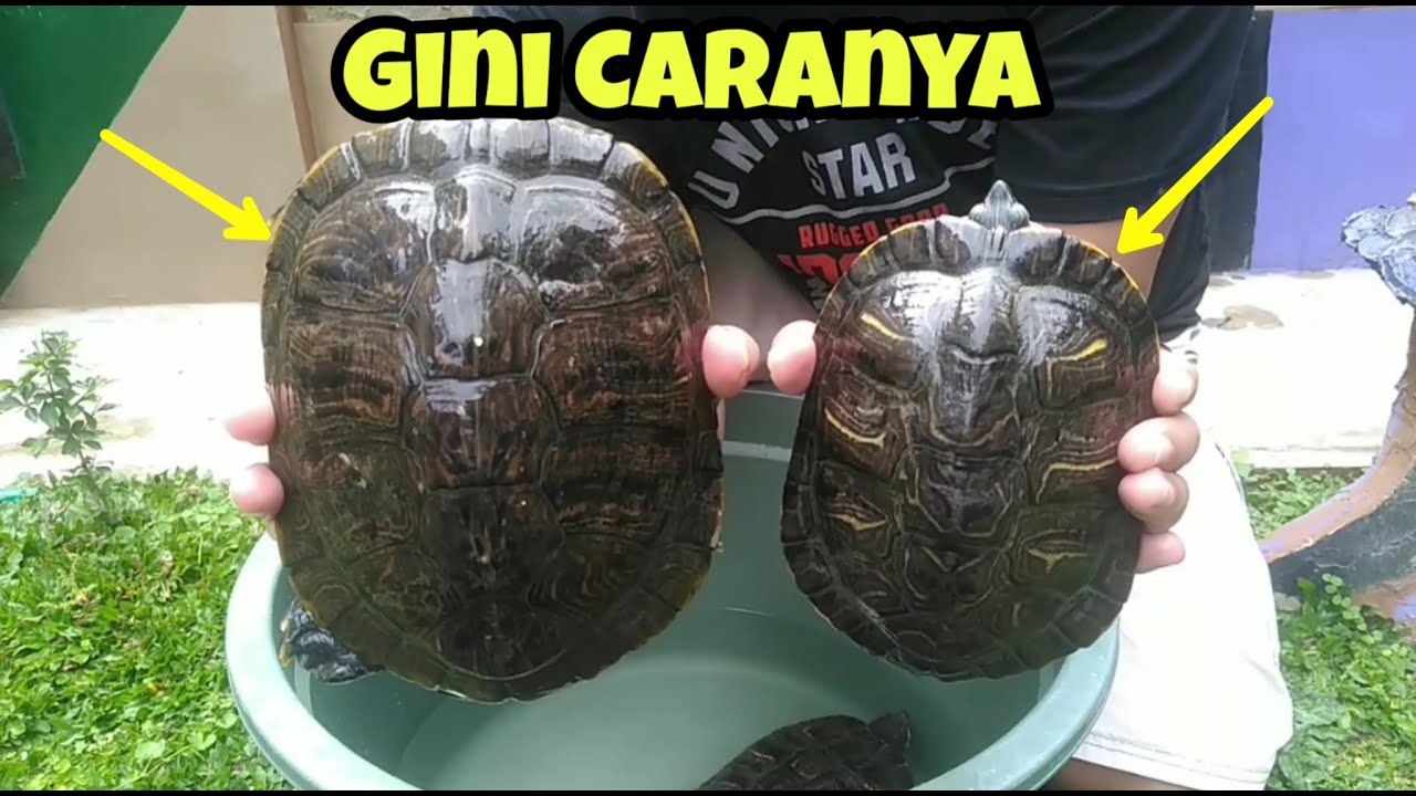 CARA MEMBEDAKAN JENIS KELAMIN KURA-KURA BRAZIL 