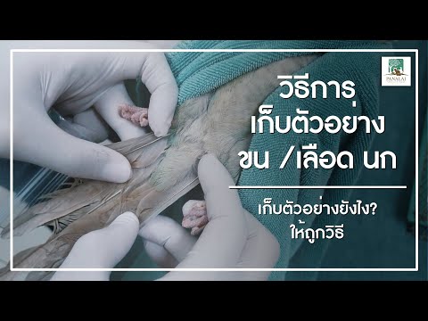 วีดีโอ: วิธีขนนกแก้ว