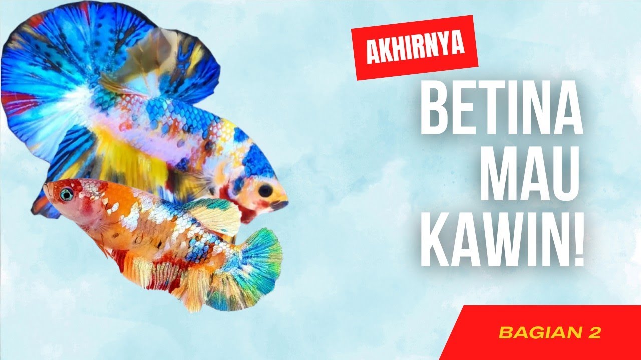 Ikan Cupang Betina Tidak Mau Kawin? Ini Penyebab & Solusinya! (Bagian 2)