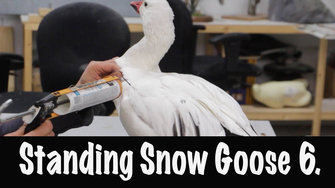Snow Goose Standing, Tutorial 6. Caulking and posing. - YouTube