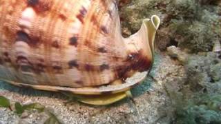 トウカムリガイ(Cassis cornutus) - YouTube