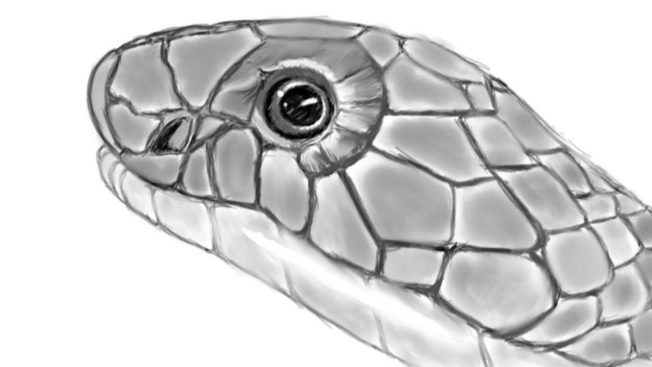 how to draw a snake head