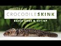 Red-Eyed Crocodile Skink Care Guide: Physical Features, Habitat, Diet, and Handling