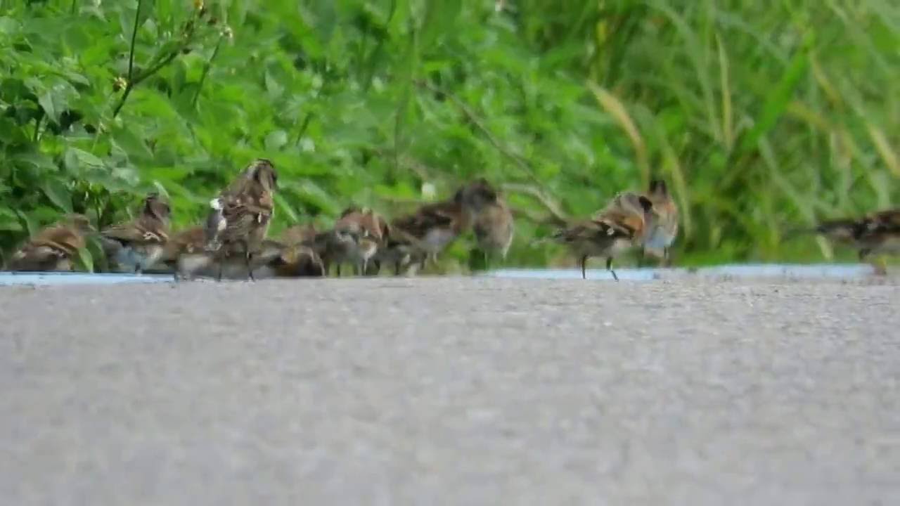 花雀麻雀 麻雀花雀 麻雀像花雀 花雀似麻雀 儍傻分不清 Youtube