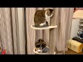新しいキャットタワーにしたのにテンションがイマイチなネコ達です泣