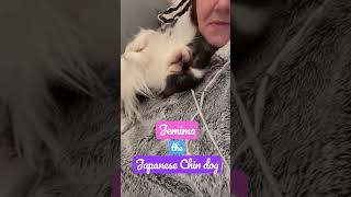 Cute Japanese Chin Dog having a cuddle | Funny dog