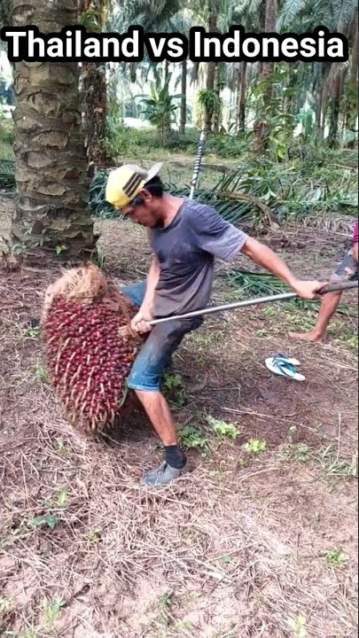 Skill angkat buah sawit orang Indonesia memang beda