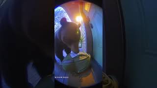 Bear Doorbell Return With Granola Tip 🐻