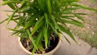 Growing Ginger In Containers