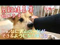 いなりの里親様募集を始めます