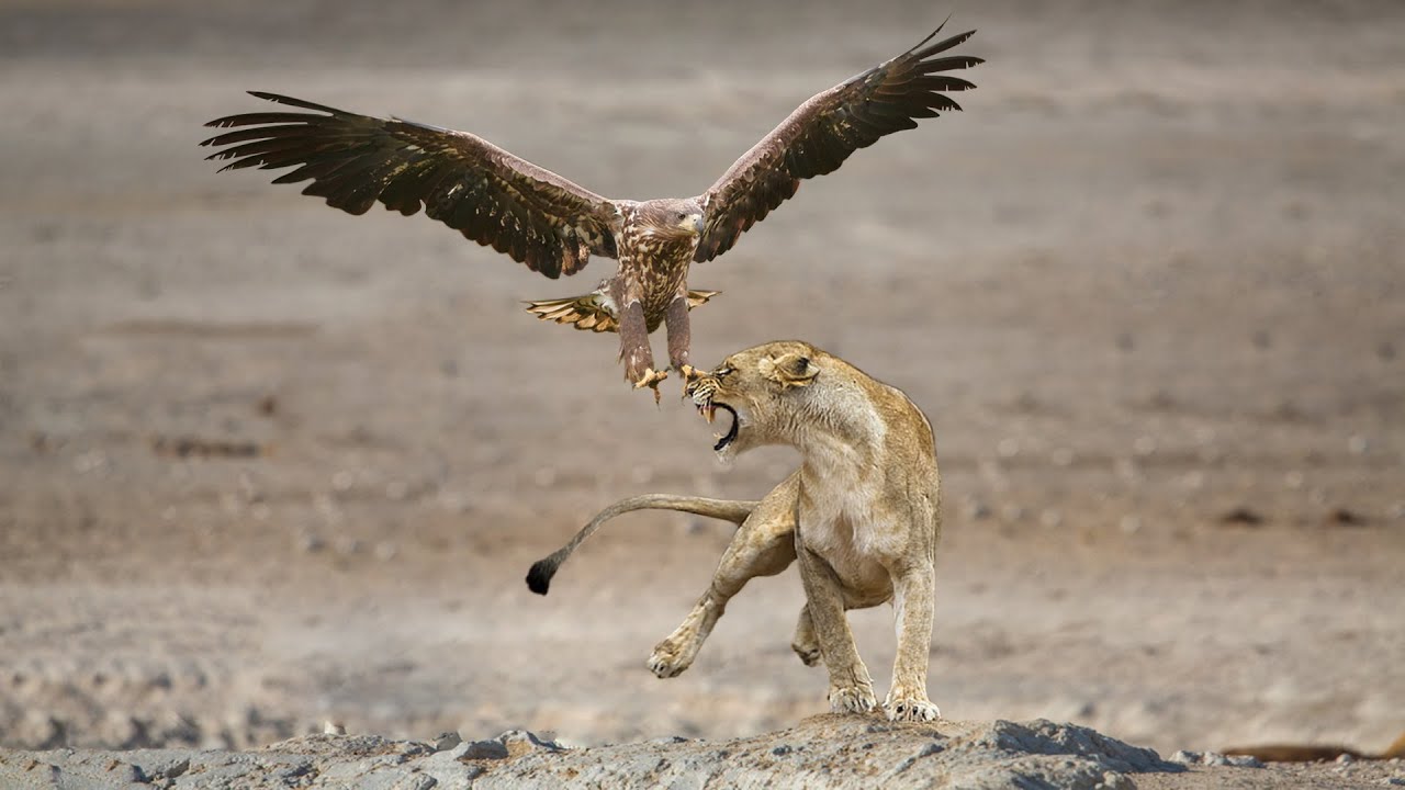 The Lion And The Eagle Fight Fiercely For Their Lives - YouTube
