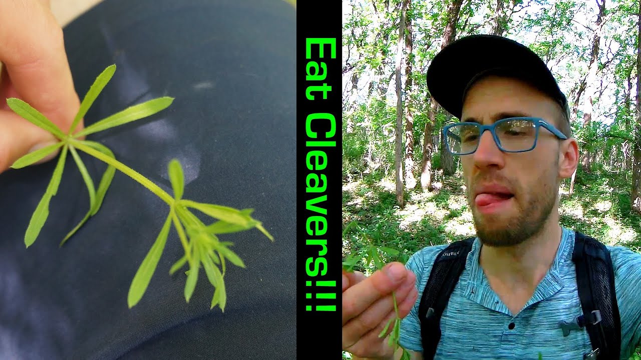 South Dakota Wild Edible Plants How to eat CLEAVERS YouTube