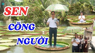 Lý giải về loài sen vua, lá khổng lồ độc lạ ở Đồng Tháp - ĐỘC LẠ BÌNH DƯƠNG