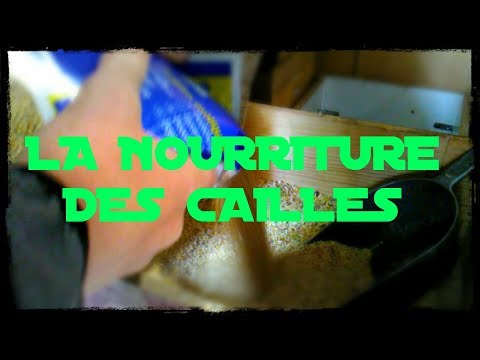Vidéo: Comment Nourrir Les Cailles