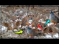 Super Effective Mountain Trap | Best for Hill Areas 