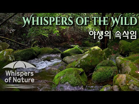 야생의 속삭임 | 8시간 숲속 계곡물 ASMR 🍃 깊은 수면, 명상, 집중, 힐링 자연의 소리