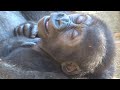 見る人みんなを癒す💕キンタロウの天使の寝顔⭐️ゴリラ Gorilla【京都市動物園】Kintaro's angelic sleeping face makes everyone happy.