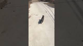 Look at that sassy walk 😂 #cat #adorably #funny #adoreble #pets #cute #funnycats