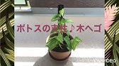 ポトスタワーの作り方 チョット季節外れ編 くまパン園芸 Youtube