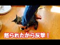 ぷ〜ちゃんの可愛い最近のブーム！子猫に反撃されました！