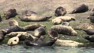 Harbor Seal Monitoring in Puget Sound