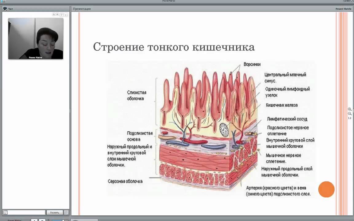 Содержимое тонкой кишки продвигается