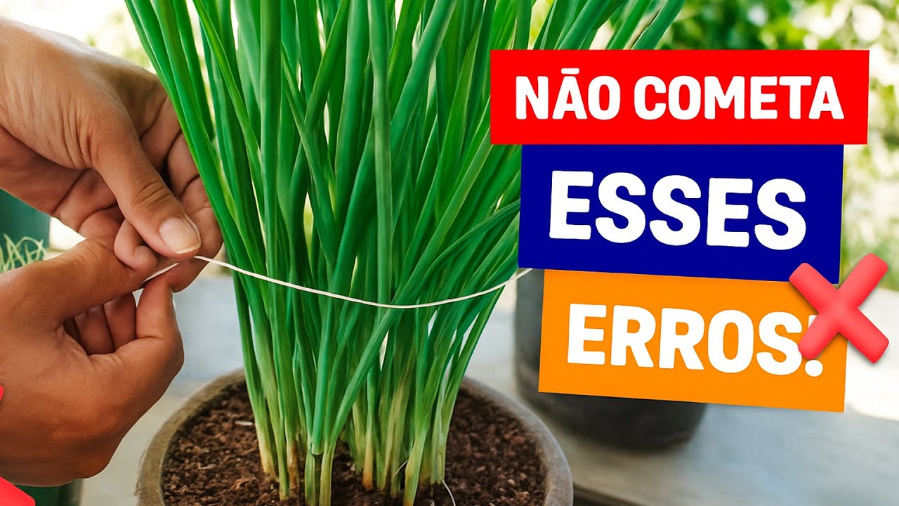 5 ERROS FATAIS NA CEBOLINHA! (O Motivo da Sua Nunca Engrossar)