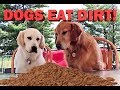 Dogs Eat Dirt!