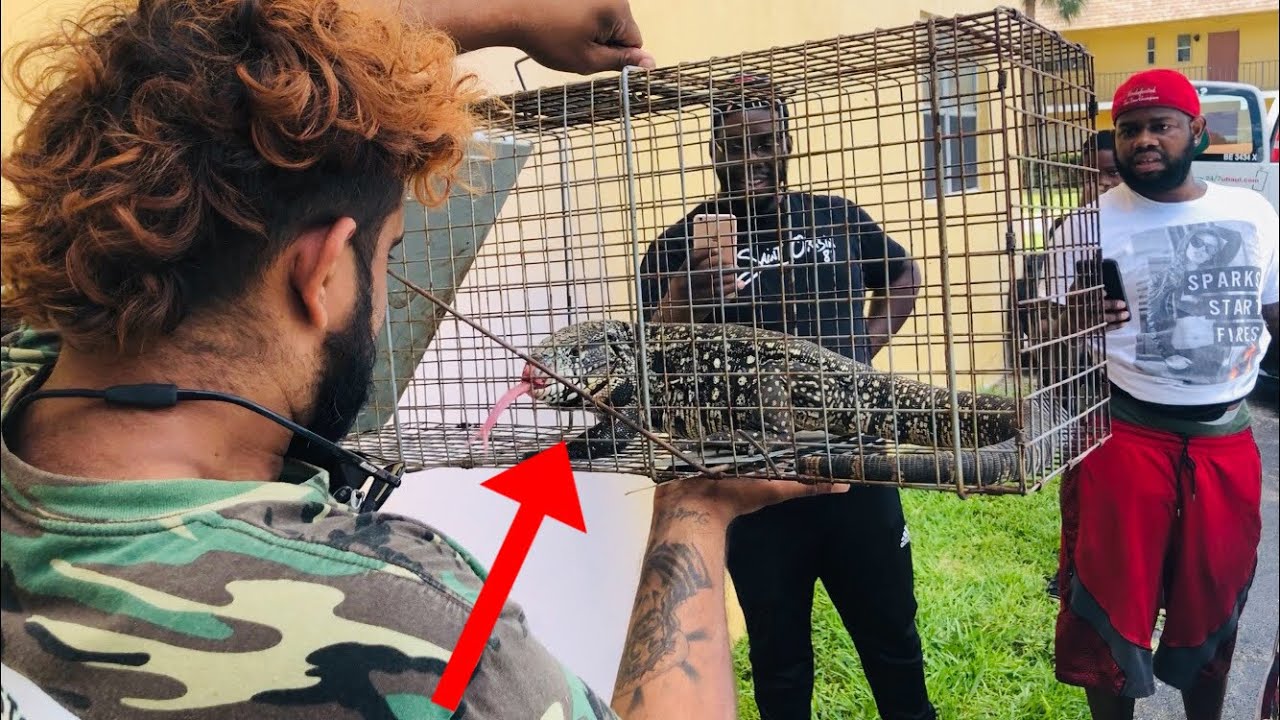 Tegu Removal Job!!! Tegu Lizard Terrorizes Residential Neighborhood ...